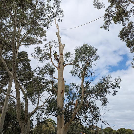 The Heartwood Tree Care team completing commercial tree work over a football oval in Melbourne.