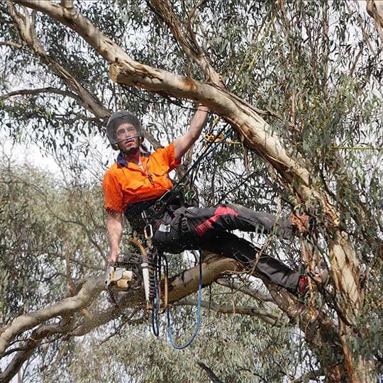 Paz Cooper working up a tree using a chainsaw secured with a harness and ropes.