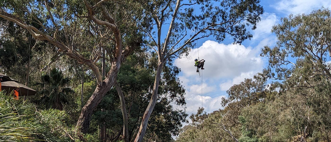 An arborist from Heartwood Tree Care hanging from a tree using a harness to complete tree pruning work over a river.