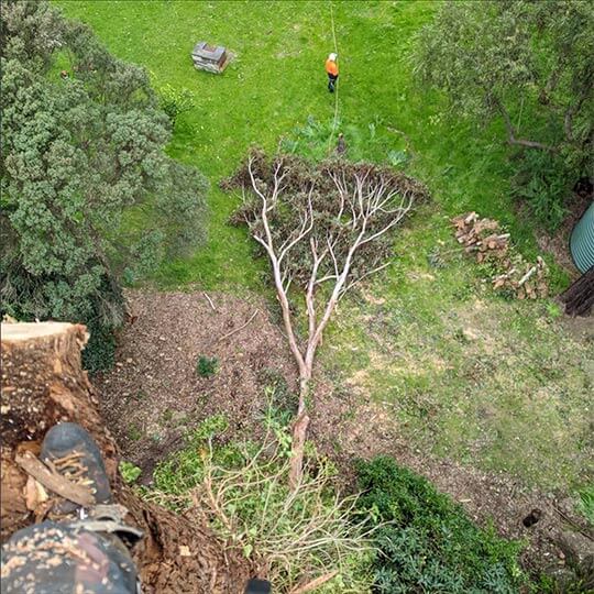 A large branch from a gum tree lying at the base of a tree after being removed by the Heartwood Tree care team of arborists.