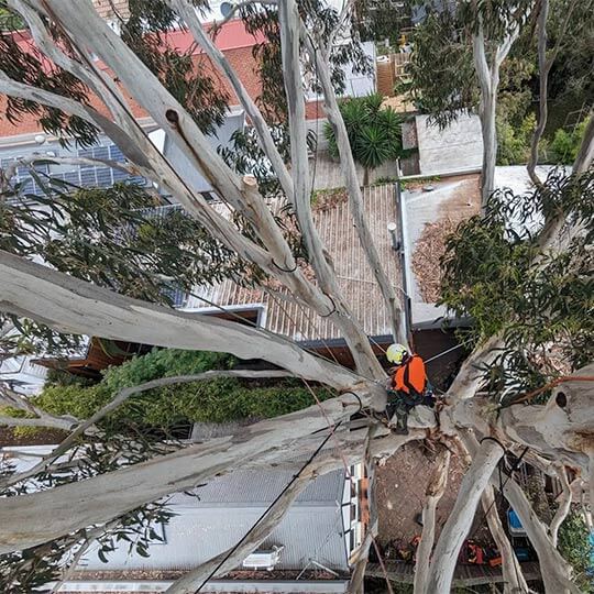 An arborist completing cable and bracing work on an old tree to maintain its structure.