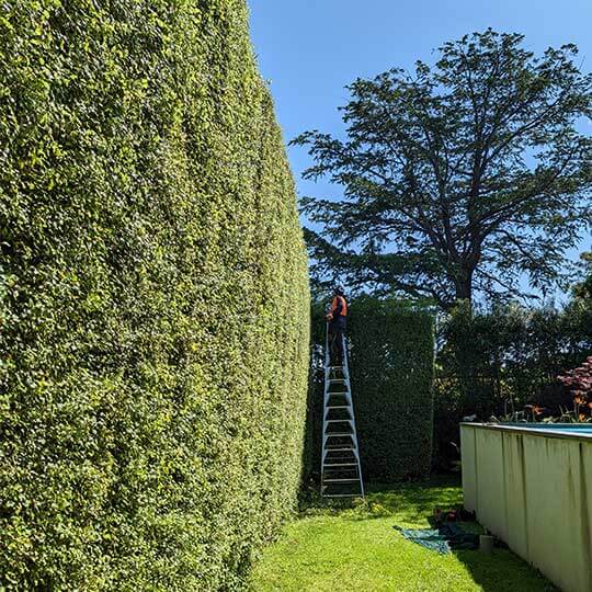 A tree worker completing hedge trimming services on a large hedge in a garden.