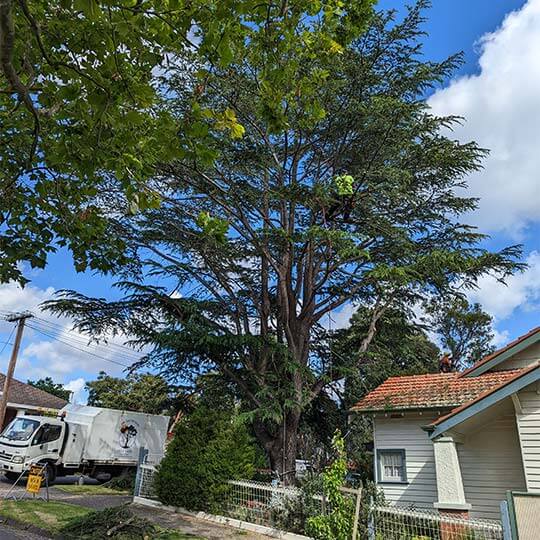 An arborist from Heartwood Tree Care high up in a tree as he completes a canopy reduction for a client.