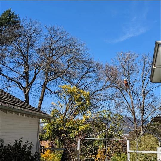 A range of trees surrounding a property being cleared by arborists who are pruning and removing branches.