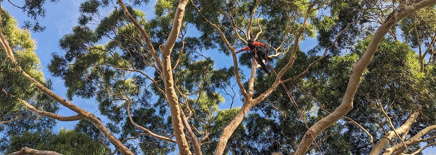 A team of arborists pruning trees in northern melbourne to reduce risk of branches dropping.