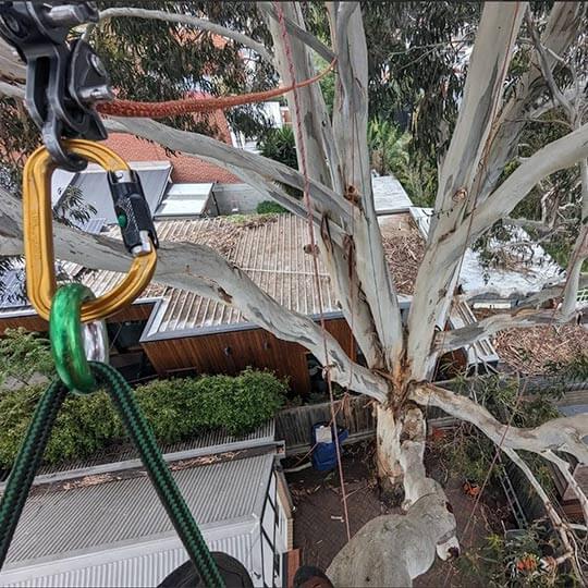 View of an arborist's ropes and karabiners in the canopy of a tree as he completes a weight reduction through pruning techniques.