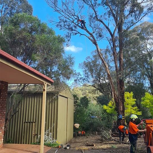 An old yellowbox tree having retrenchment pruning work completed by Heartwood Tree Care arborists.