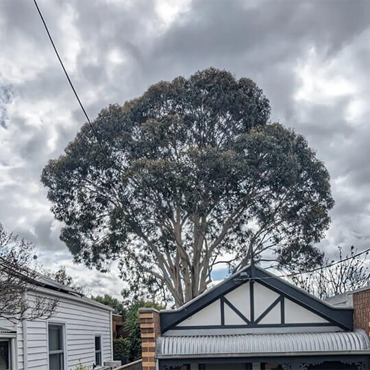 A tree with branches close to service wires, showing the need for service wire clearance through pruning.