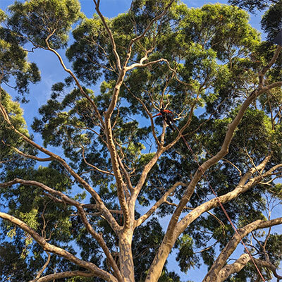 Paz Cooper from Heartwood Tree Care pruning a tree with a chainsaw for a client in Eltham.