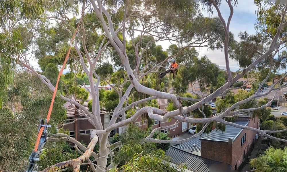 A qualified arborist from Heartwood Tree Care completing tree pruning work for a client in Melbourne.